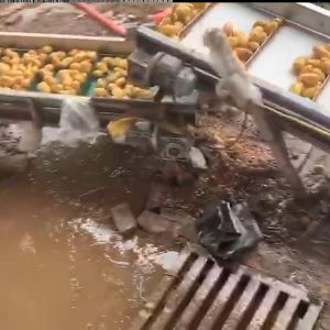 土豆清洗星空体育官方网站视频